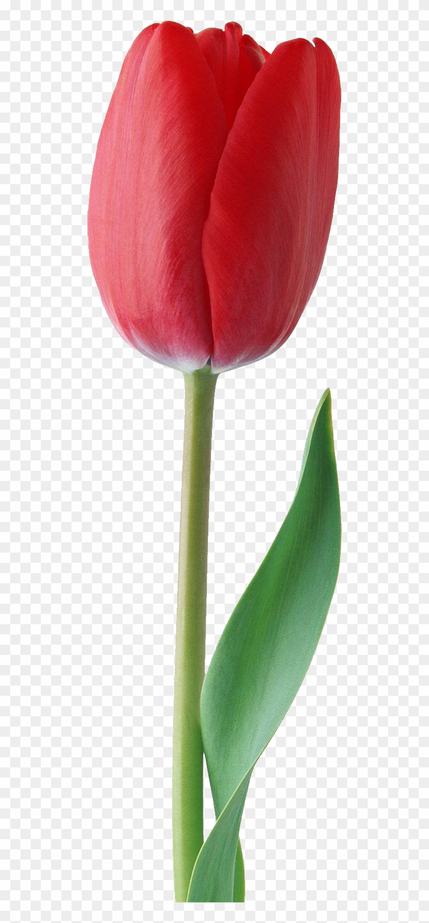 Tulip Png Transparent Tulip - Red Tulip Flower Png #298944
