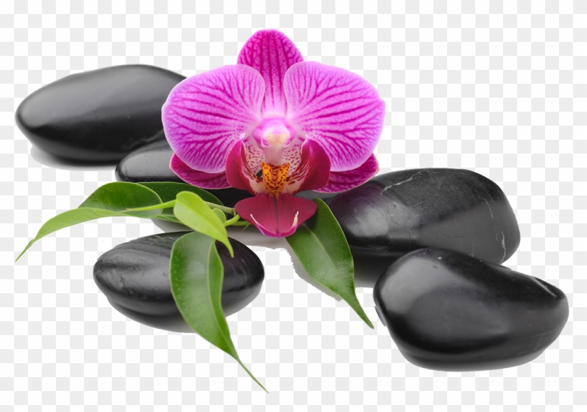 Moth Orchids Die Orchideen Photography Royalty-free - Moth Orchids Die Orchideen Photography Royalty-free #299071