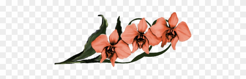 Moon Orchid - Tiger Lily #298984
