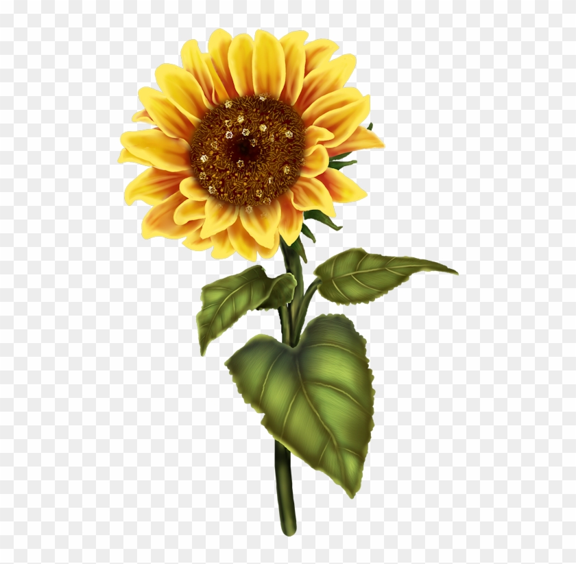 Sunflower #299001