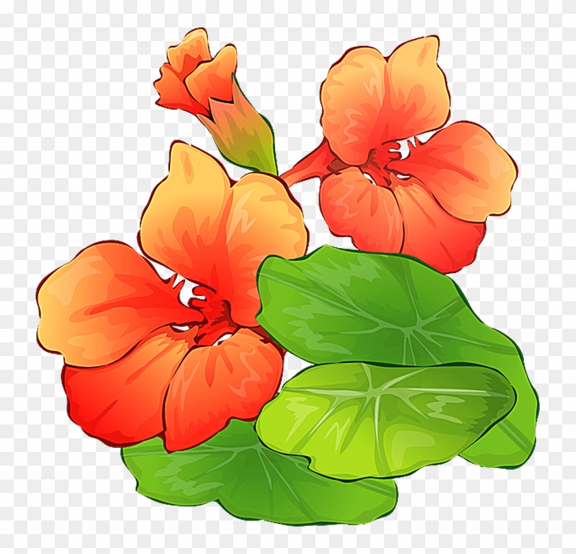 Grab This Free Summer Flower Clip Art - Nasturtium Clipart #299022