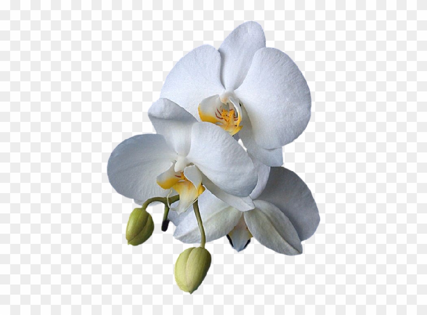 Png Клипарт "beautiful Orchids Flower" - Orchidée Png #299074