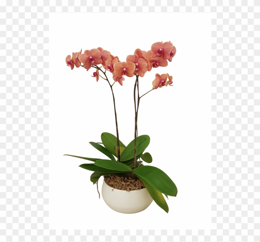 Three Potted Orchids - Orchids #299091
