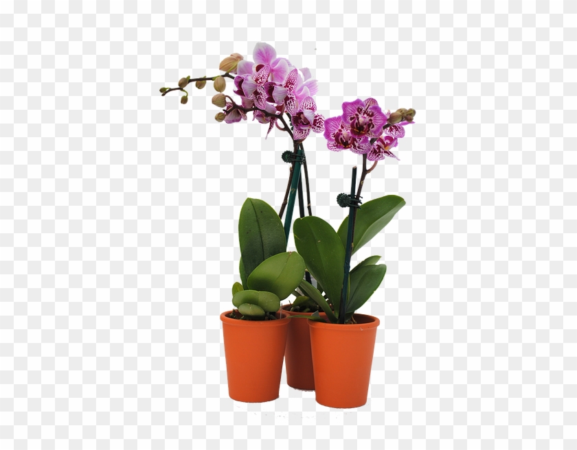 Mini Orchids Are Back - Moth Orchid #299097