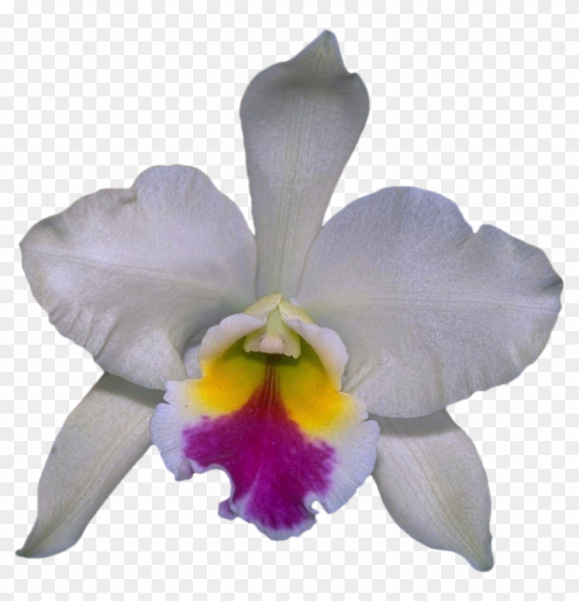Png Клипарт "beautiful Orchids Flower" - Cattleya Labiata #299103