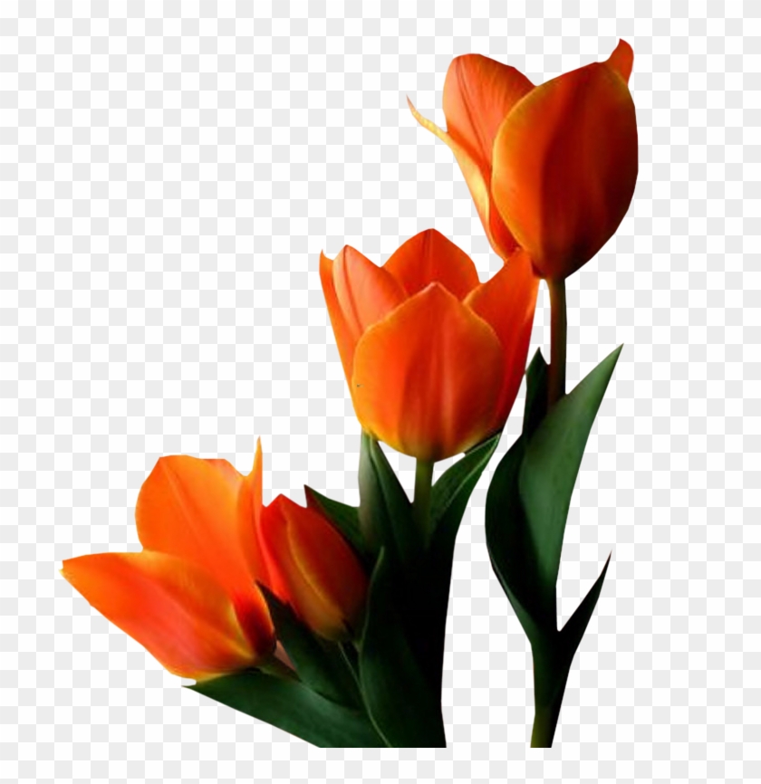 Animated Flowers Clip Art Clip Art Flowers Animation - Orange Tulip No Background #299172