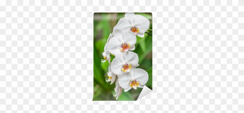 White Orchid #299229