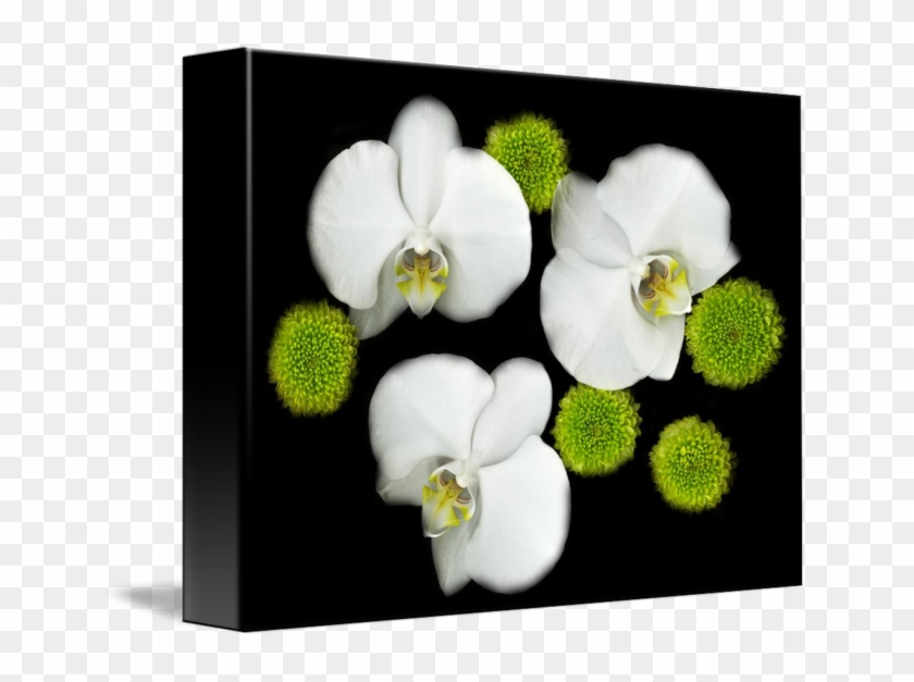 Share On Tumblr - White #299242