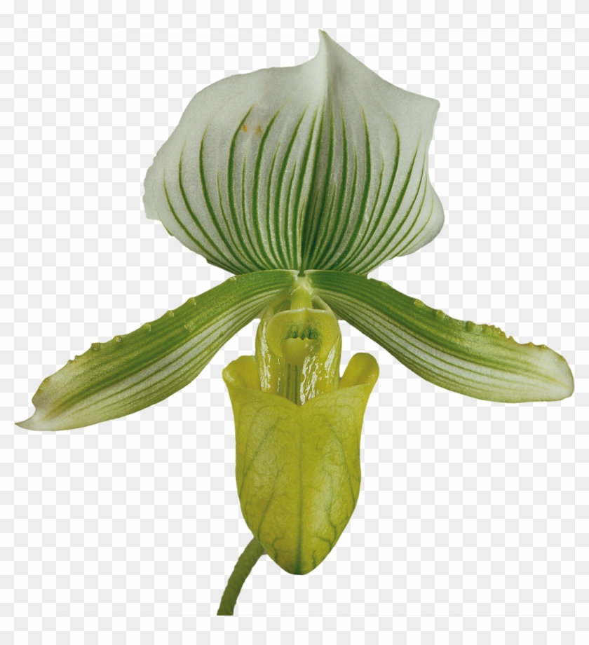 Download - Slipper Orchids #299262