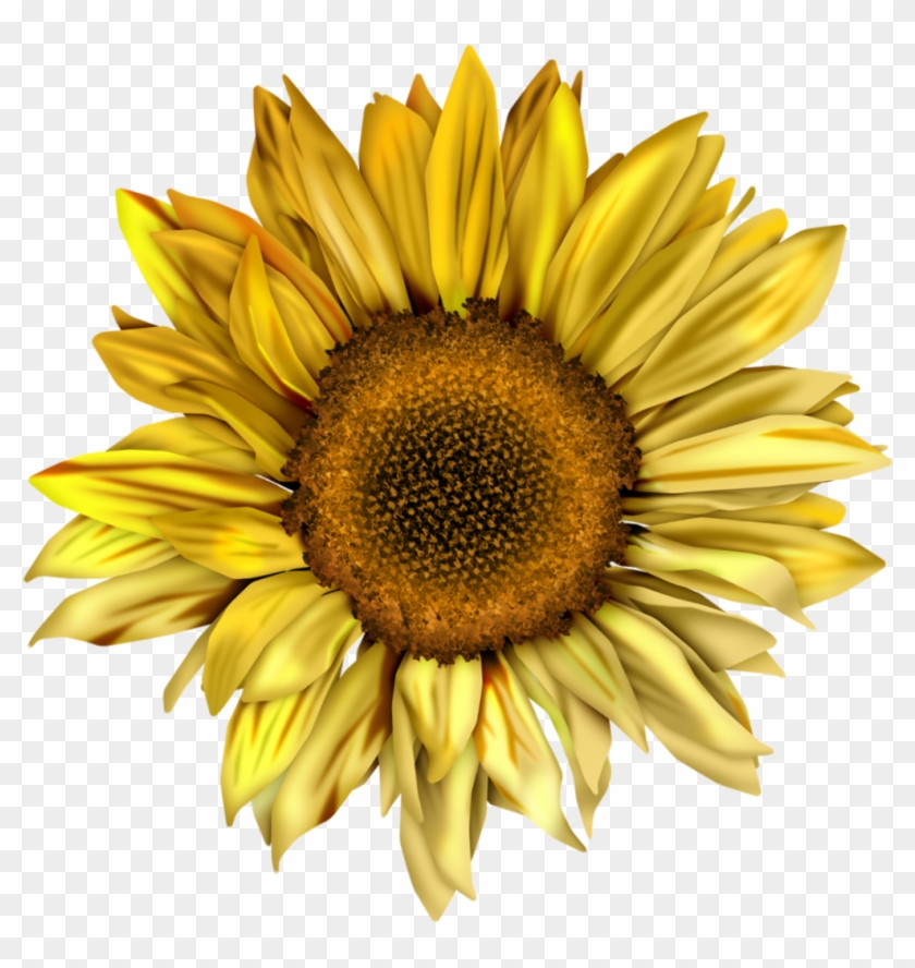 Sunflowers Clipart Tumblr - Png Sunflower #299346