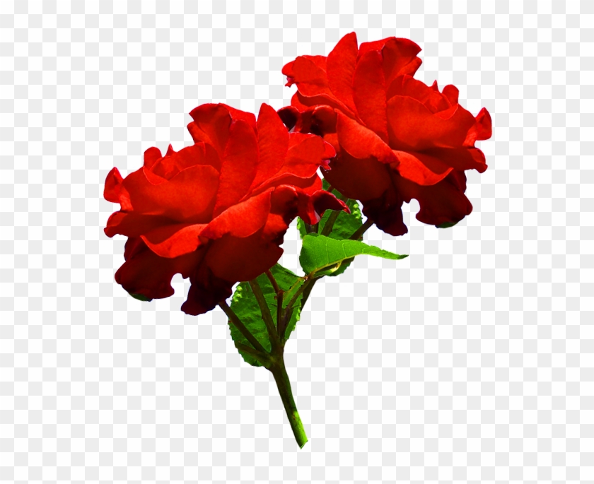Clipart Of Two Red Roses - Hd Two Red Rose Png #299366