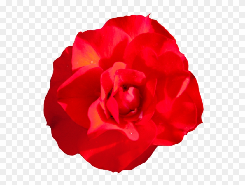 Head Of Singel Red Red Rose, Rosa Goldmarie Clipart - Garden Roses #299414