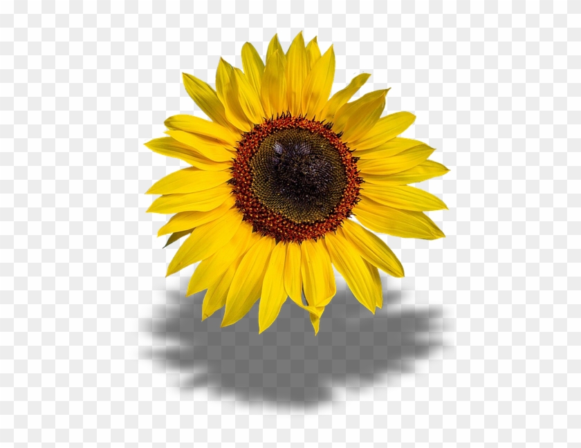 Sun Flower Clipart 28, - Girasoles Png #299457