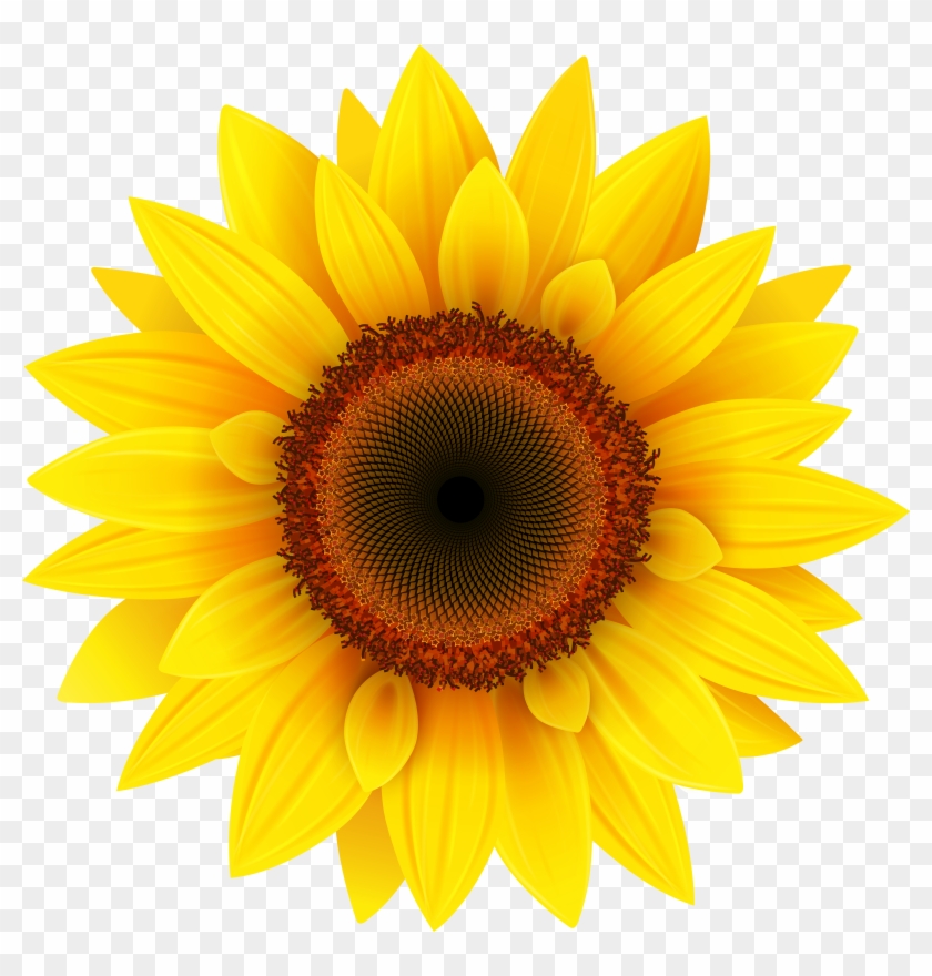New Clip Art Sunflowers Medium Size - Sunflower Png #299466