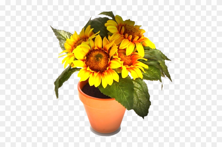 Potted Sunflowers - Fleurs Bouquet De Tournesols #299519