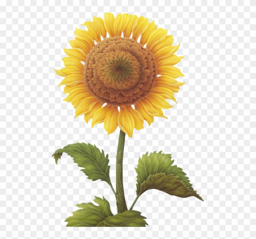 Find This Pin And More On Clip Art - Common Sunflower #299521