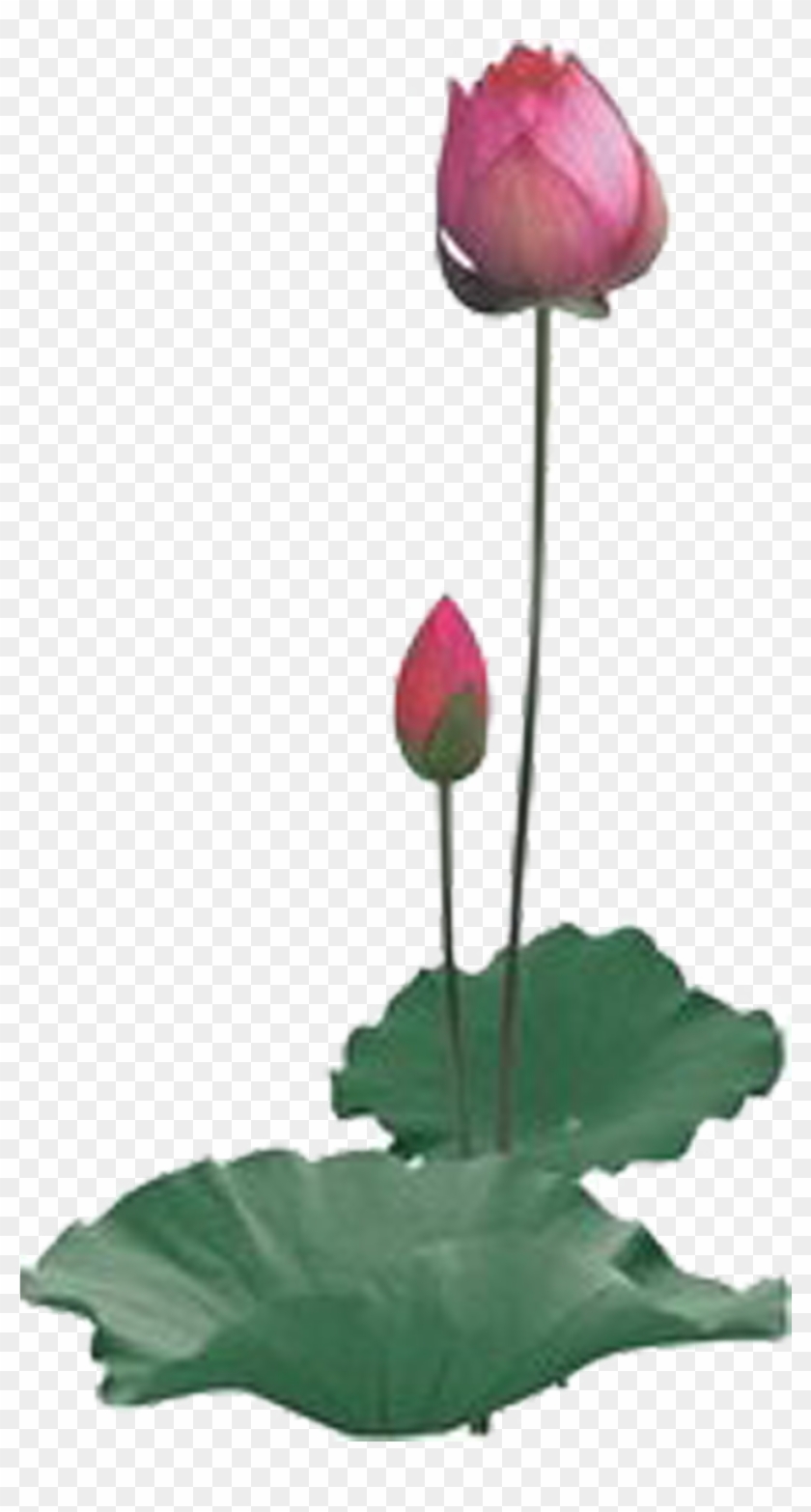 Nelumbo Nucifera Preview Clip Art - Nelumbo Nucifera Preview Clip Art #299599