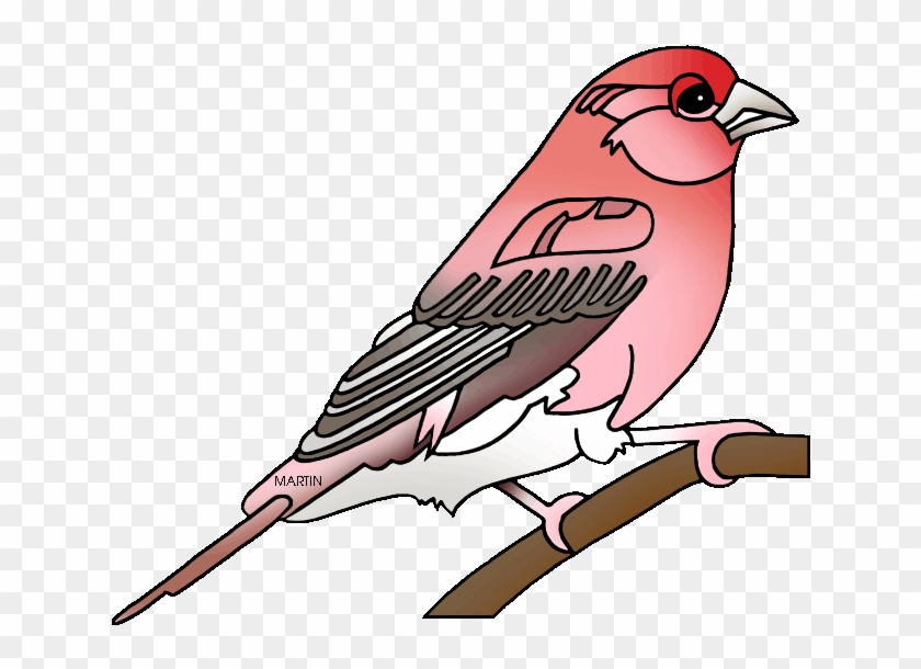 State Bird Of New Hampshire Purple Finch - New Hampshire State Bird #299531