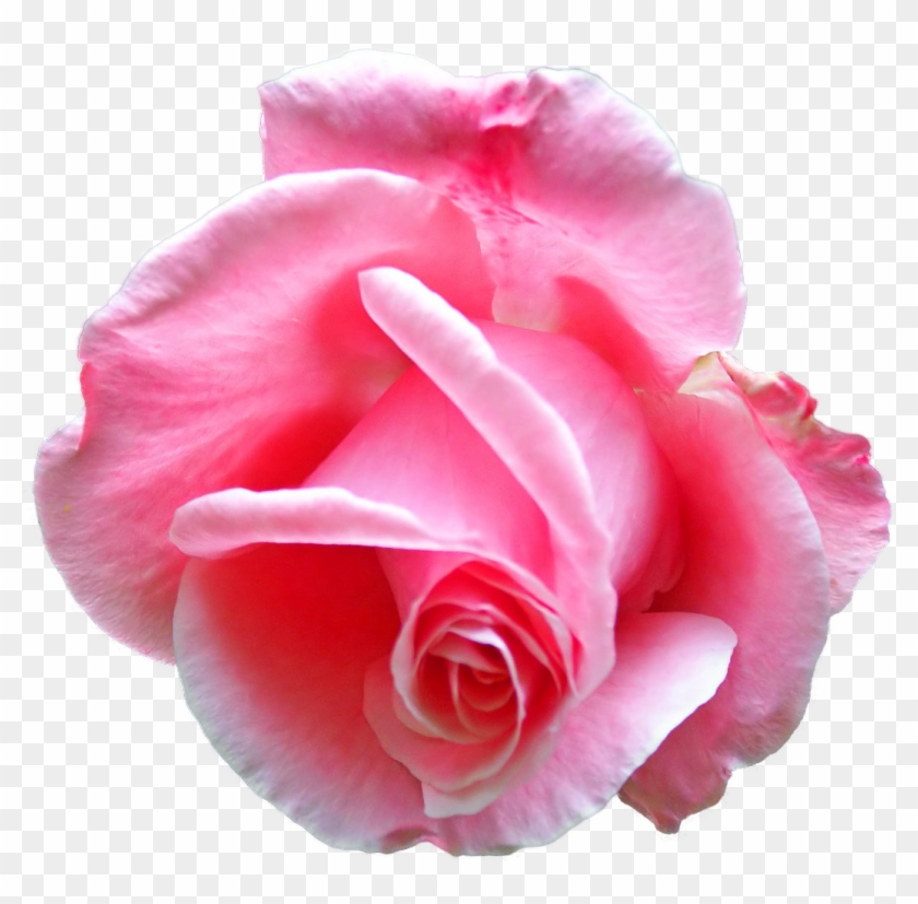 Flower Rose Bud Floral Design Floral Emblem - Flower Rose Bud Floral Design Floral Emblem #299832