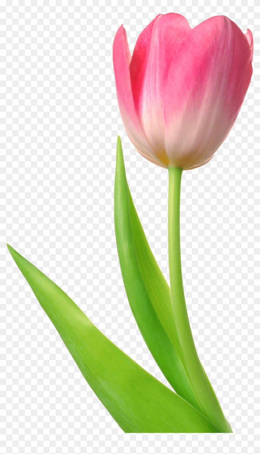 Tulip Clipart - Tulip Png #299602