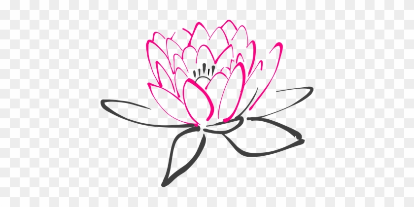 Water Lily Flower Pink Lotus Lily Blossom - Water Lily Vector Png #299623