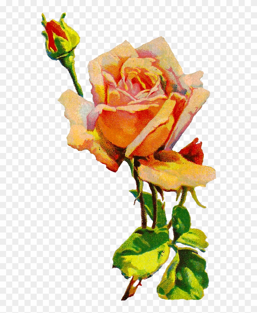 Rose Flower Image Botanical Illustration - Rose #299742