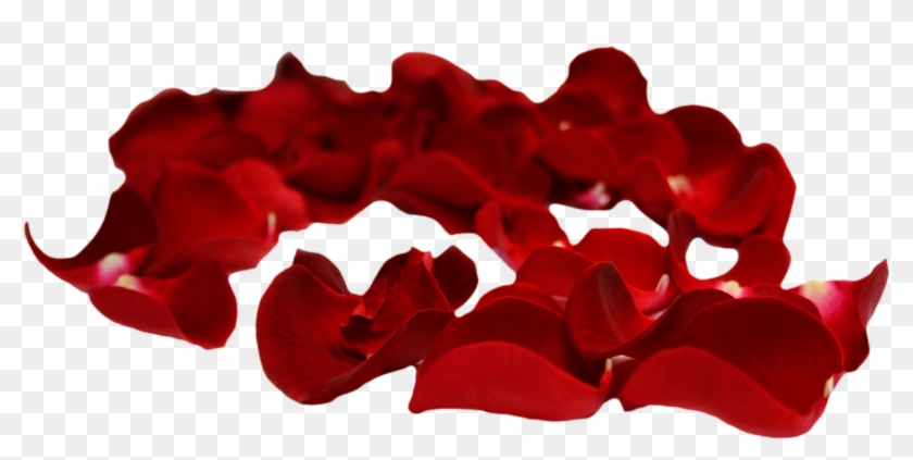 Petal Rose Clip Art - Transparent Background Transparent Rose Petals #299751
