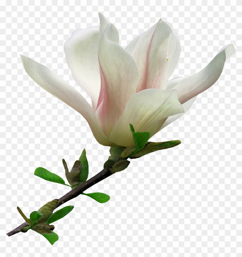 Flower Blog Clip Art - Flower Blog Clip Art #299927