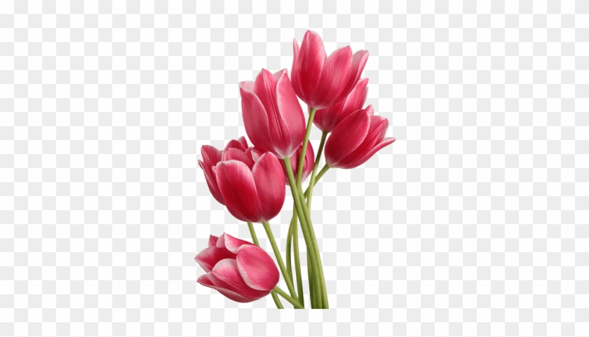 Tulip Bouquet - Tulip Png #299942