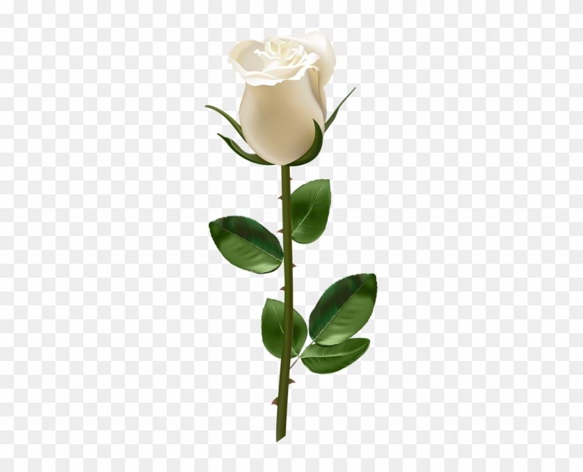 Rose With Stem White Transparent Png Image - Blue Rose With Stem #299943