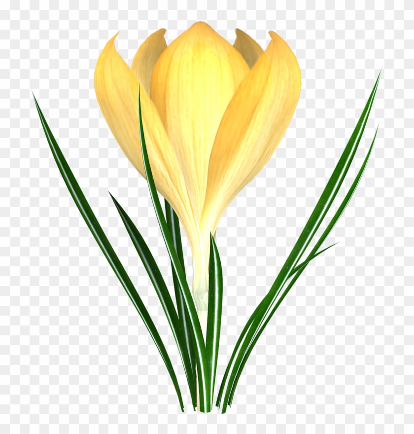 Crocus Flower Snowdrop Tulip Clip Art - Crocus Flower Snowdrop Tulip Clip Art #299986