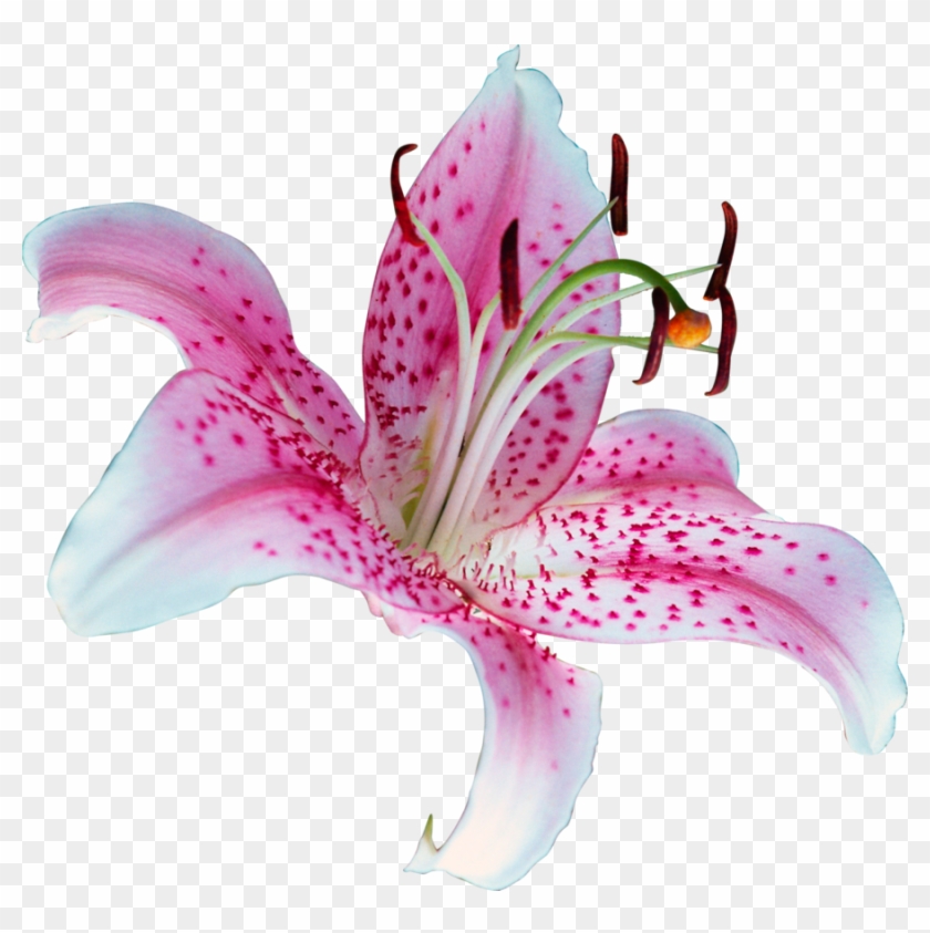 Lily Flower Png By Frozenstocks - Lily Flower Round Ornament #299955