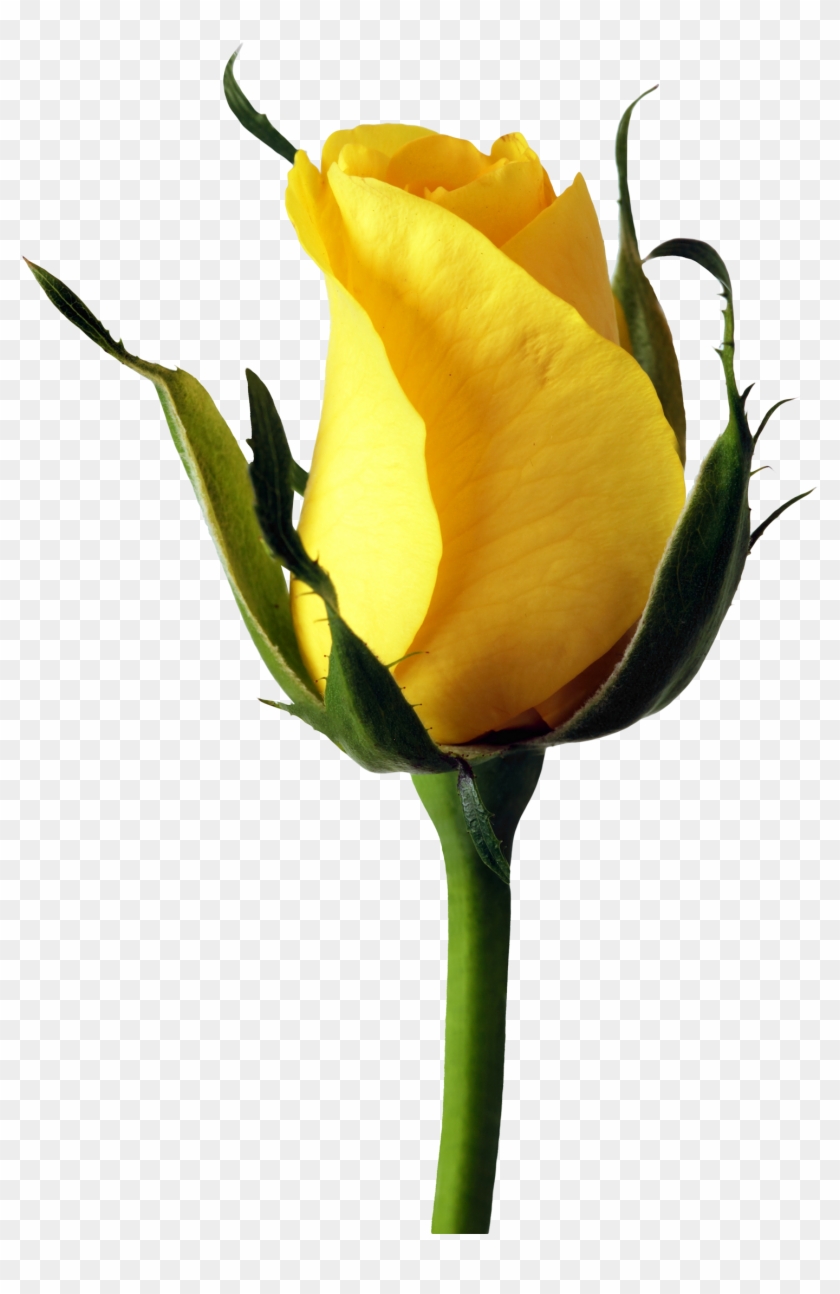 This High Quality Free Png Image Without Any Background - Yellow Rose Png Transparent #299964