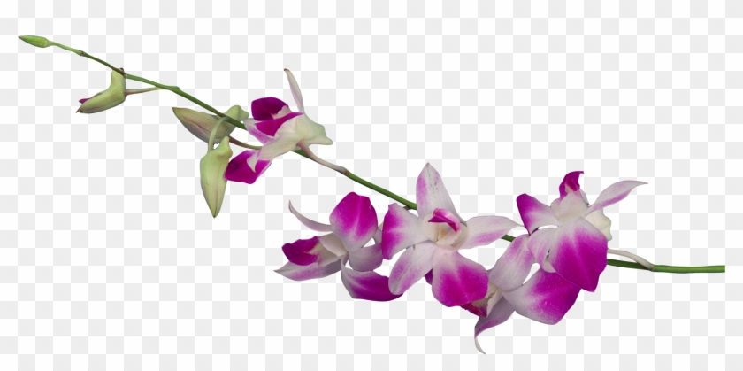 Dendrobium Orchids Flower Clip Art - Дендробиум Пнг #299967