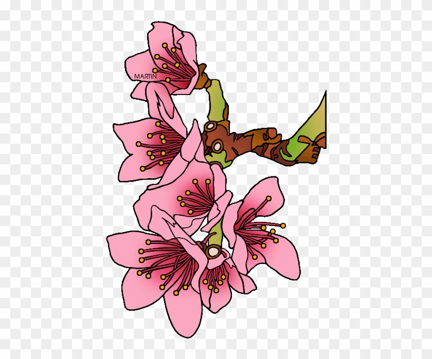 State Flower Of Delaware - Peach Blossom Clip Art #300000