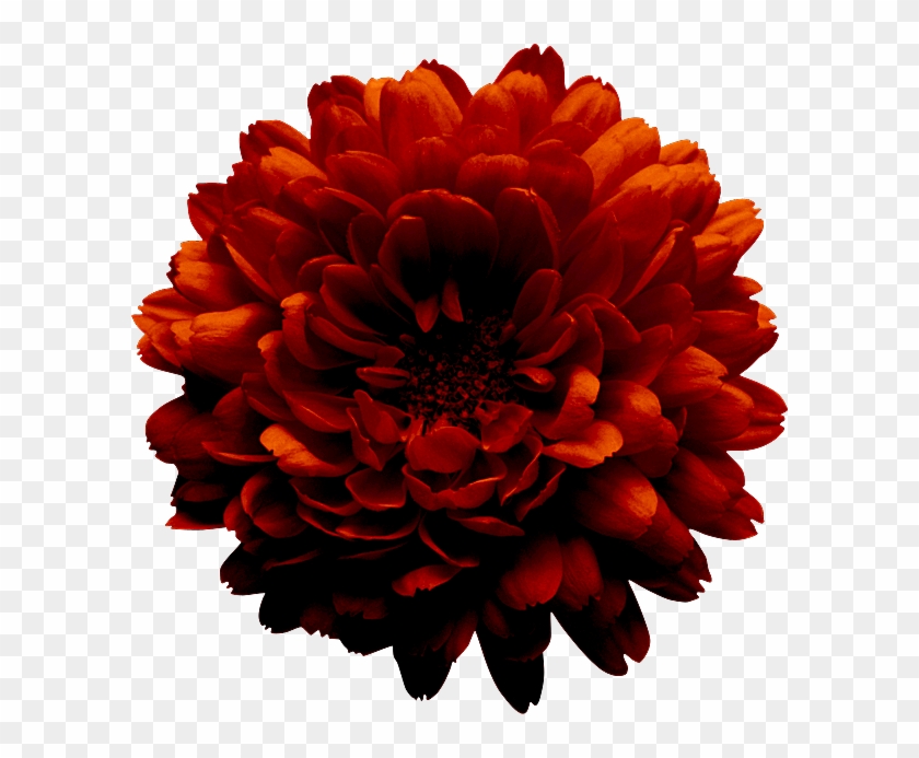 Flower Yellow Garden Roses Clip Art - Flower Yellow Garden Roses Clip Art #300173