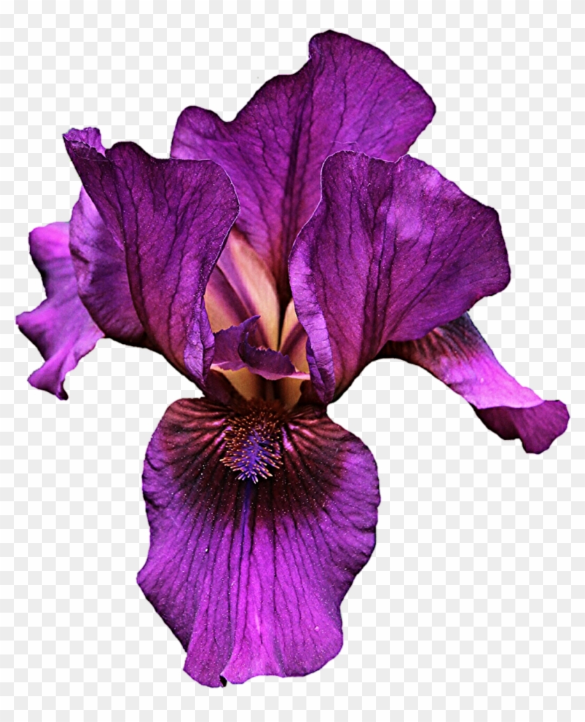 Purple Iris By Jeanicebartzen27 Purple Iris By Jeanicebartzen27 - Iris Flower Png #300134