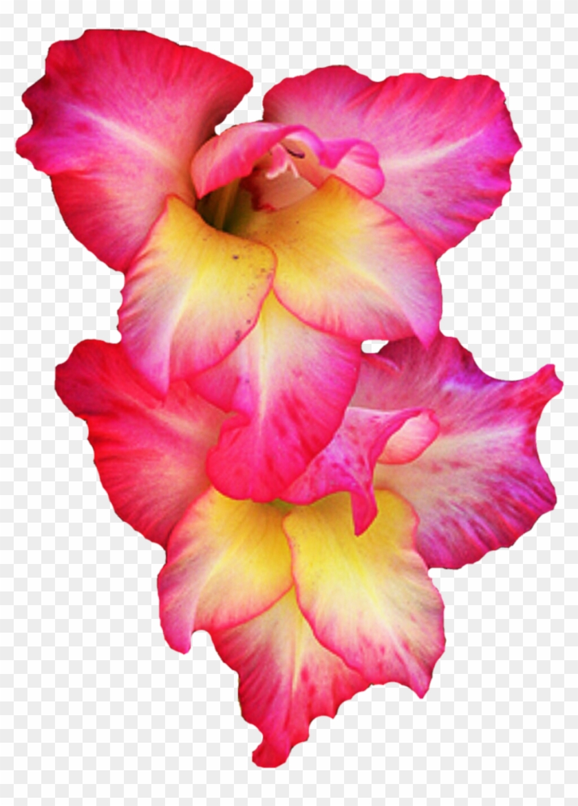 Gladiolus Flower Clip Art - Gladiolus Flower Clip Art #300365