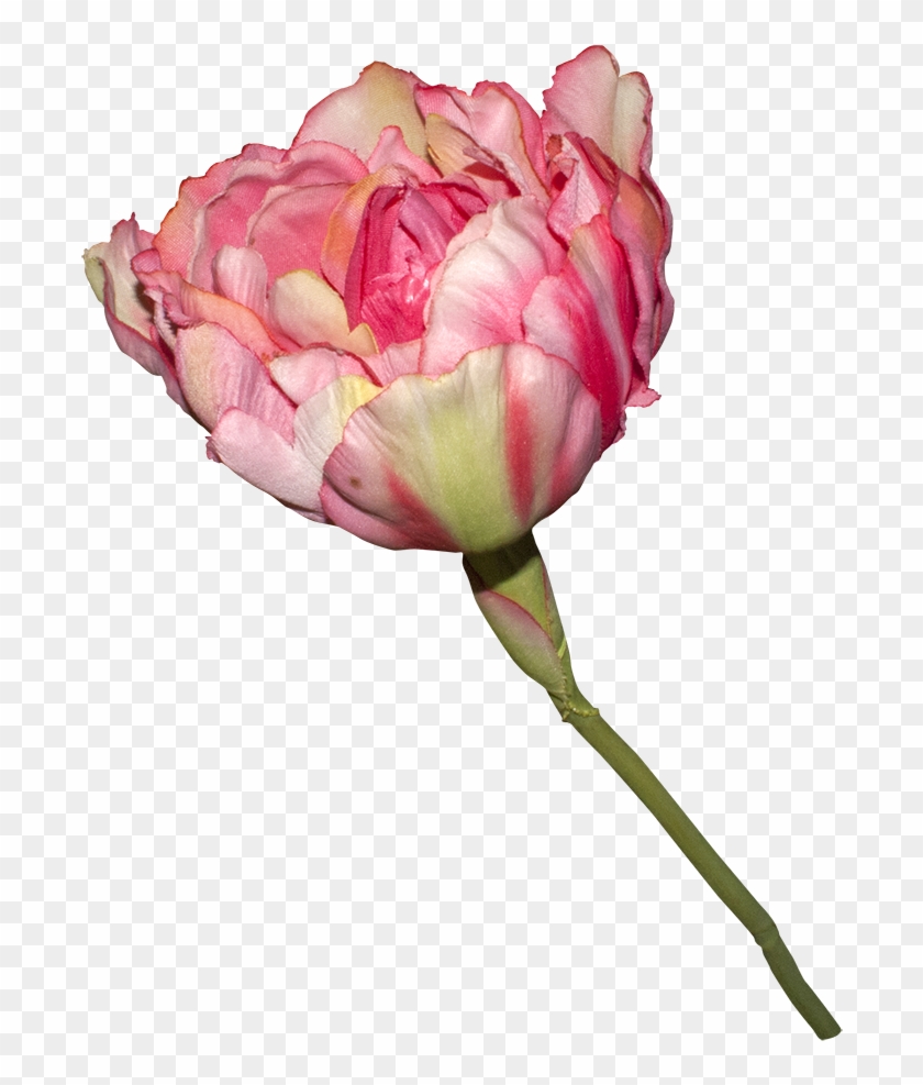 Garden Roses Raw Image Format Clip Art - Garden Roses Raw Image Format Clip Art #300259