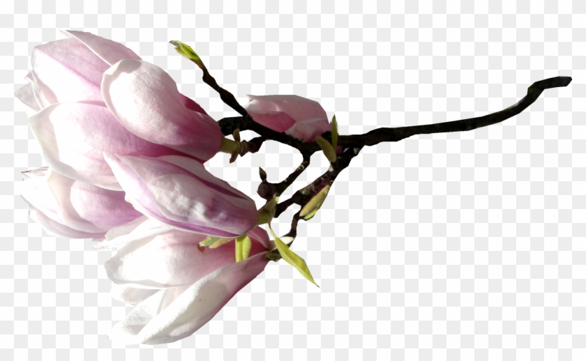 Flower Magnolia Clip Art - Flower Magnolia Clip Art #300398