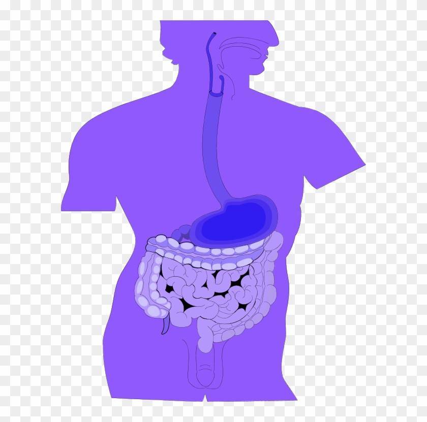 Clipart Of Digestive System - Smooth Muscle Picture For Kids #300291