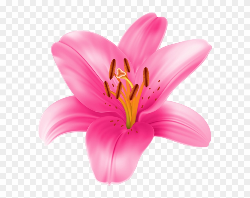 Lilium Transparent Png Clip Art Image - Lily Flower Transparent #300296