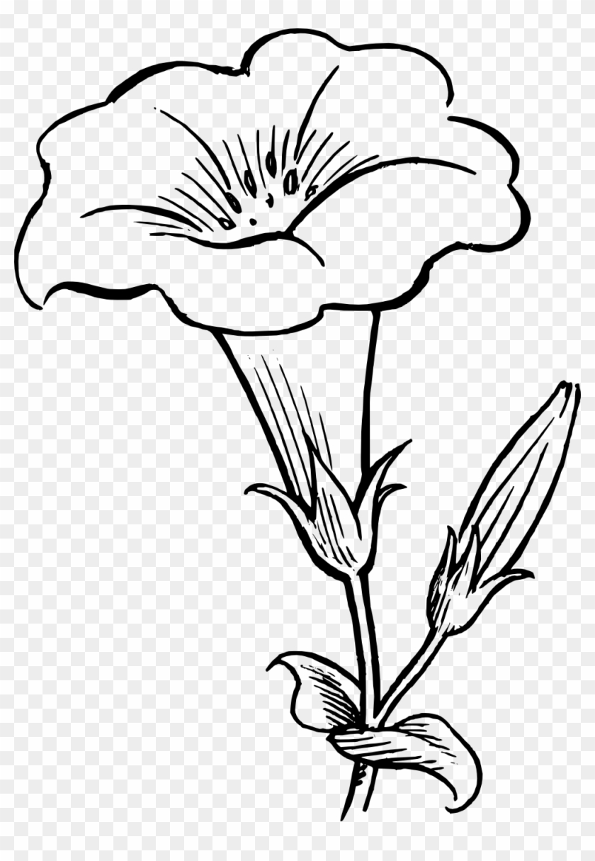 Black And White Flower Border Clipart Flower Black - Out Lines Of Flowers #300342