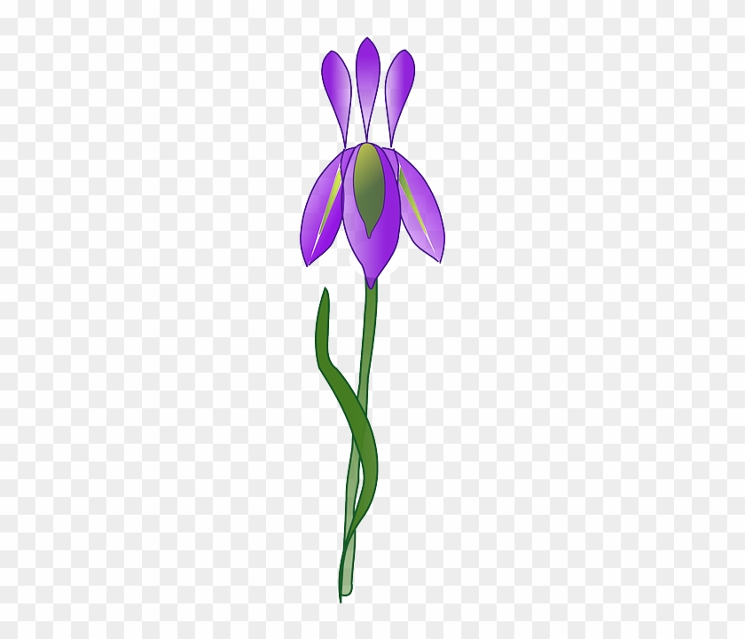 Purple, Iris, Plant, Garden, Nature - Iris Flower Vector Png #300405