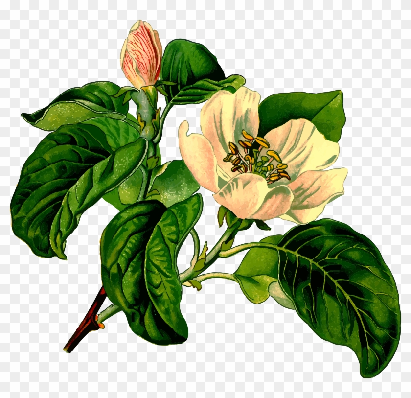 Medium Image - Wicca Books On Herbs And Healing: Magic Coloring Book #300420