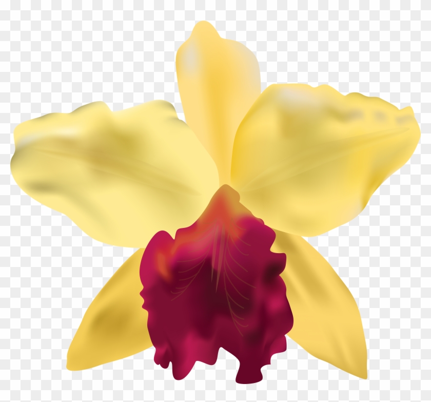 Yellow Orchid Png Clip Art Image - Yellow Orchid Png Clip Art Image #300479