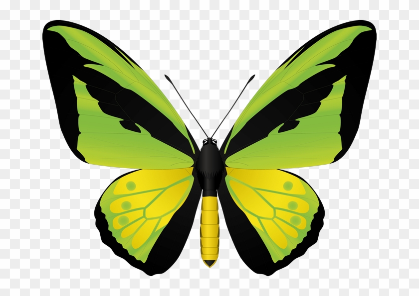 Clipart Butterflies - Dessin De Papillon Vert #300525