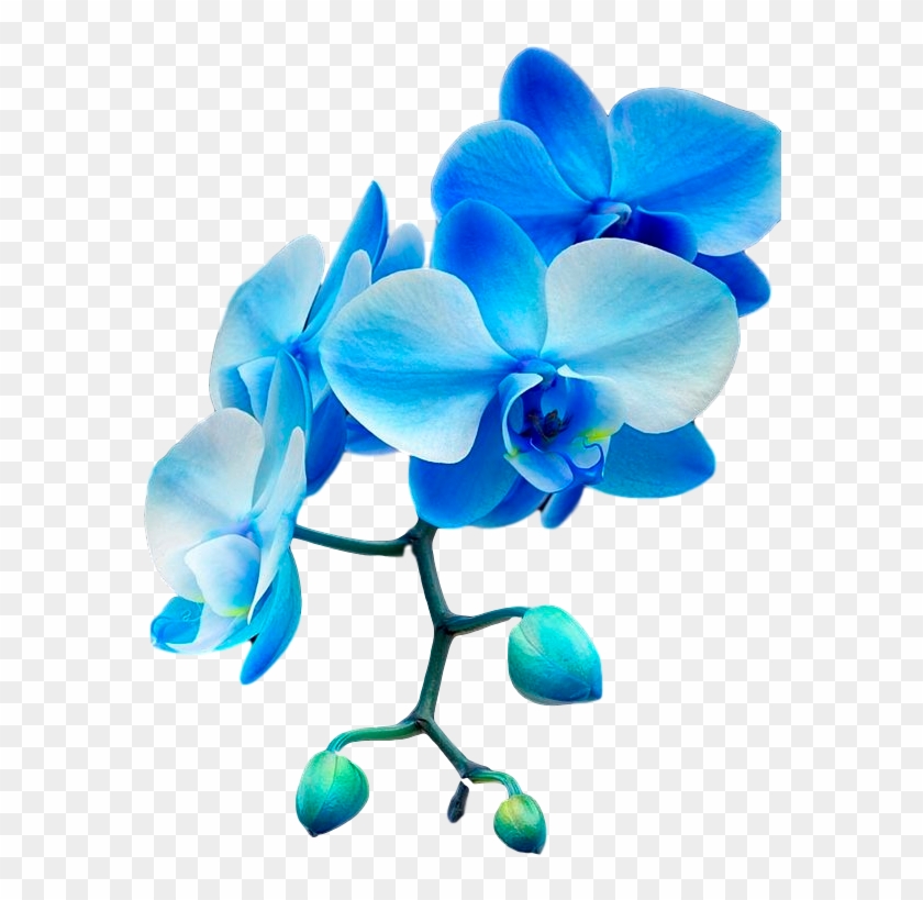 Blue Orchid Png #300537