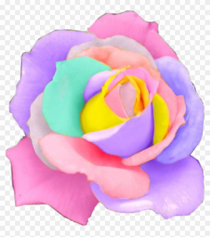 Rose Rainbow Flower Flowers Pastel Rosesfreetoedit - Transparent Rainbow Flower Png #300591