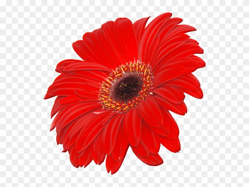 Red Flower Clipart September Flower - Fleur Gerbera Rouge #300972